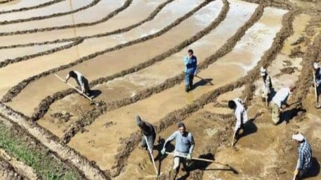 400 yıllık gelenek! Sabah 5’te kalkıyorlar, ne traktör var ne makine: 'Dededen babadan kalma'