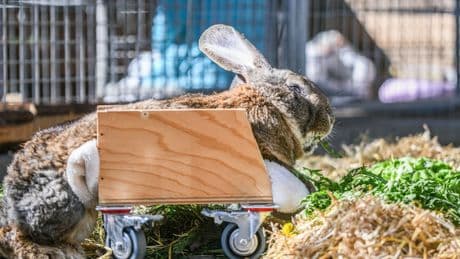 Tiere: Kommt Häschen in den Stall: „Haddu Rädchen?“