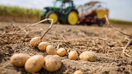 Landwirtschaft: Pflanzenkrankheit Stolbur auch in Sachsen nachgewiesen