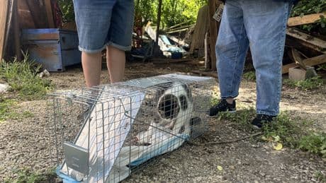 In the Texas flood zone, volunteers help reunite lost pets with their owners