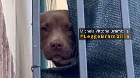 Morte del pitbull Diego: nuove immagini rivelano i maltrattamenti subiti dal cane