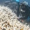 Environnement. La folie du climat rend les coraux livides