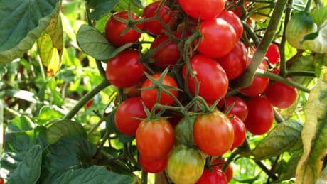 Tomaten: Krankheiten der Nutzpflanze von A bis Z