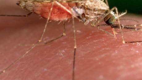 New Malaria Case Prompts Testing of Mosquitoes in New Jersey