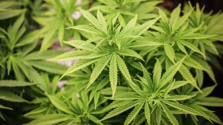 Cannabis-Legalisierung: Nach einem Jahr: 76 Cannabis-Anbauvereinigungen genehmigt