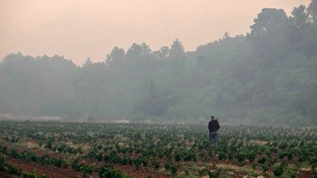 Incendie dans l’Aude : des viticulteurs défendent la vigne comme rempart contre les feux