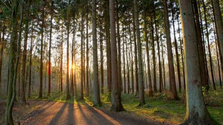 Forscher entdecken „sprechende“ Bäume - Wenn die Sonne geht, flüstern die Fichten