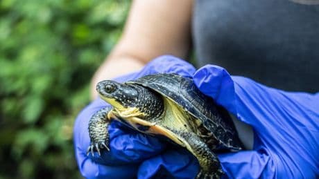 Toronto Zoo warns of extinctions if Ontario mining bill becomes law