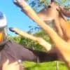 Schluss mit Streicheln! - Hirsch vermöbelt Motorradfahrer