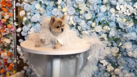 Après le Met Gala, les chiens ont droit à leur défilé de mode