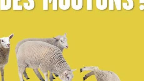 « Cessons d’être des moutons ! » de Cass R. Sunstein et Reid Hastie : l’intelligence collective n’est pas toujours une force