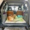 Au secours, mon chien est allergique à la voiture, que faire ?