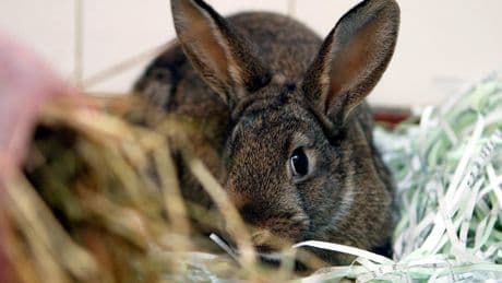 Zoo asks people to donate unwanted pets as food for its predators