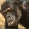 Chimpansees steken takjes in hun oren en volgen zo ‘virale apentrend’: “Het is in de mode”