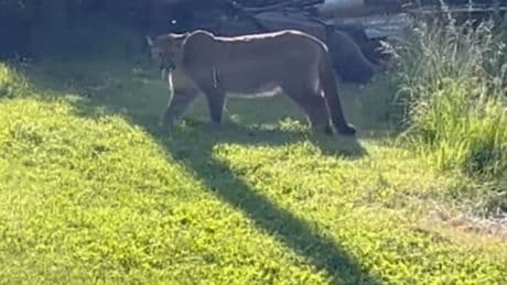 Alarm in Tschechien! - Hier fängt die Polizei einen echten Puma