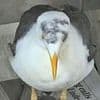 Seagull has swastika daubed on its head by sick jailbird at prison that was home to the Krays, Peter Sutcliffe and Gary Glitter
