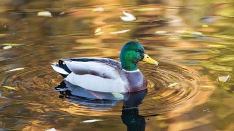 "Floating Duck Syndrome" erklärt: Das sind die Folgen