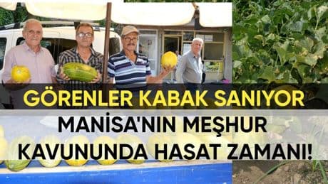 Coğrafi işaret almak için harekete geçtiler! Manisa'nın meşhur kavununda hasat zamanı: Ata tohumundan yetişiyor
