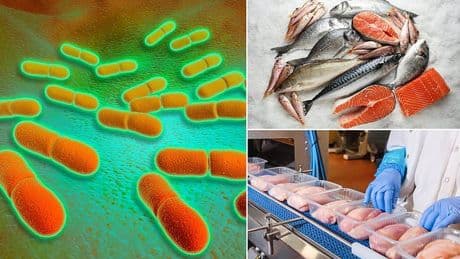 Fears as food safety chiefs reveal 1 in 10 salmon fillets sold at major supermarkets found to contain killer food poisoning bug - some resistant to antibiotics