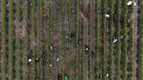 Vendanges en Champagne : une enquête ouverte pour « travail dissimulé » et « habitat indigne »
