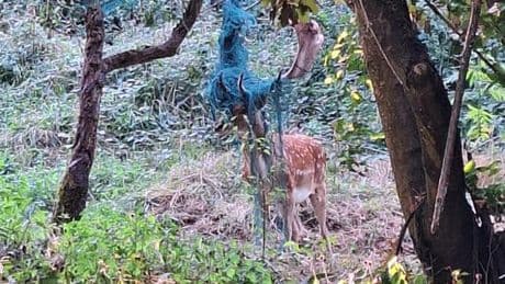 Daino intrappolato a Minceto, richiesto intervento delle guardie regionali