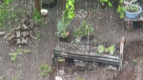 Artvin'de etkili olan dolu yağışında tarım arazileri zarar gördü