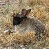 Warning as 'Frankenstein' rabbits with tentacles sprouting from their heads invade parts of the US: 'Do NOT touch them'