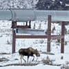 Mégaprojet gazier en Alaska : l’administration Trump met la pression sur ses alliés en Asie