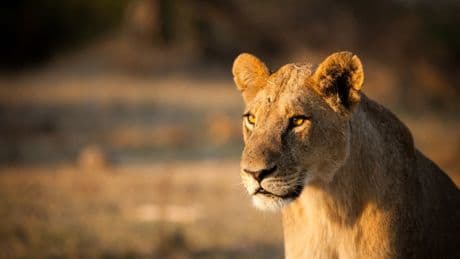 Ohio zoo cited after door separating two groups of lions broke, leading to death of a lioness