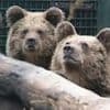 Police called as bears escape from Devon wildlife park enclosure - and eat a week's worth of honey