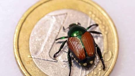 Natur: Fünf Maßnahmen, die gegen den Japankäfer helfen