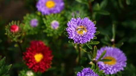 The Victorian flower making a comeback with British shoppers