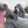 Conflit entre l’Inde et le Pakistan : la guerre des pigeons voyageurs