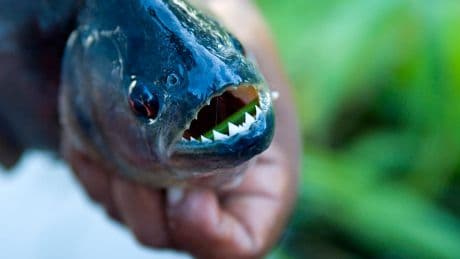 Leiche bislang nicht gefunden - Killer tötet Ex und wirft sie in Piranha-Fluss
