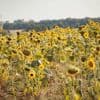 Canicule : la vigilance orange maintenue ce lundi dans sept départements du sud de la France