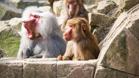 Personeel Duitse dierentuin met de dood bedreigd nadat ze dode bavianen aan leeuwen voederden