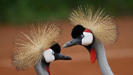 Rwanda: le vétérinaire Olivier Nsengimana primé pour la préservation des grues