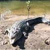 Beloved crocodile 'Big John' is found decapitated in Far North Queensland