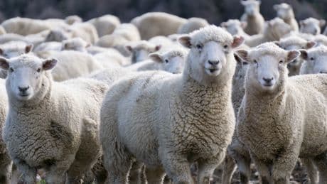 Científicos acusan a Nueva Zelanda e Irlanda de intentar encubrir las emisiones del ganado