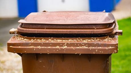 Einfach nur eklig: Was gegen Maden in der Biotonne hilft