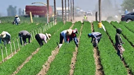Trump admits his anti-immigration agenda is hurting farmers and hotels: ‘Taking very good workers away’