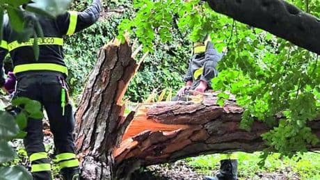 Alberi a rischio caduta, i privati vanno a caccia di periti: “Temiamo crolli”