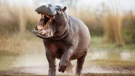 Man mauled to death by pet hippo who was 'like a son' in horrifying final moments