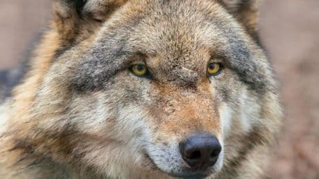 Il lupo non è più una specie “strettamente protetta”: la svolta dell’Ue che indigna gli animalisti
