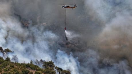 « On a été littéralement encerclés » : en Syrie, la dernière grande forêt du pays part en fumée