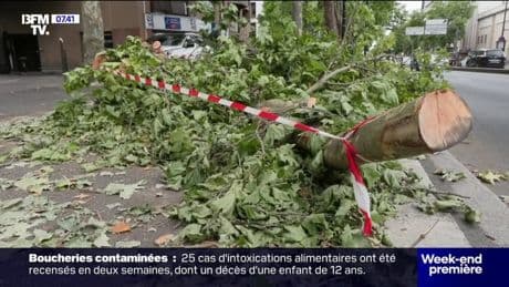 "On regarde les déchirures": après les orages, les arbres encore debout doivent être surveillés de près
