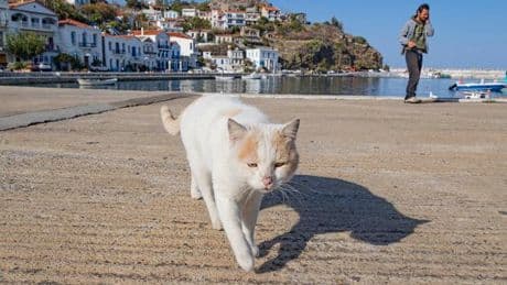 Doit-on mettre de la crème solaire à nos chats ?