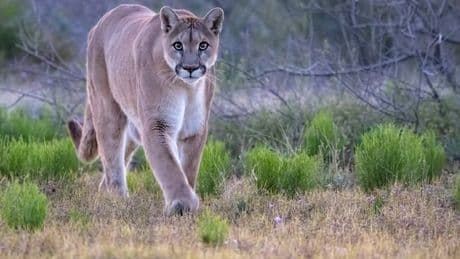People left 'scared' after struggling to spot wild animal hiding in the forest