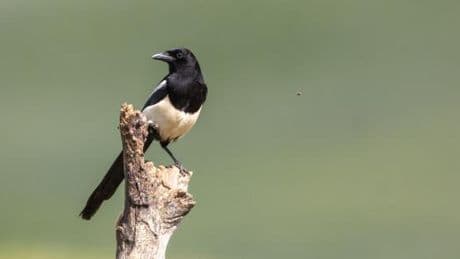 La pie est bien voleuse, mais elle est surtout peureuse face à la nouveauté