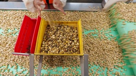 Furor por los pistachos: las millonarias cifras que mueve el fruto seco de moda